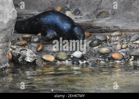 Los Angeles, California, USA 16th. Februar 2021 EINE allgemeine Ansicht der Atmosphäre von Harbor Seal in Los Angeles Zoo, Die wegen einer Pandemie am 13. März 2020 bis 26. August 2020 geschlossen und dann am 7. Dezember 2020 geschlossen wurde und heute am 16. Februar 2021 aufgrund einer Coronavirus Covid-19 Pandemie in Los Angeles, Kalifornien, USA, wieder eröffnet wurde. Foto von Barry King/Alamy Stockfoto Stockfoto