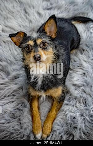 Terrier Mix auf Teppich legen Stockfoto