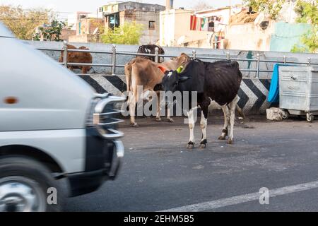 Streunende Rinderkuh am Straßenrand zwischen sich bewegenden Verkehr in Chennai, Tamil Nadu, Indien Stockfoto