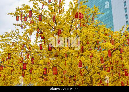 Glückliches Geld und große schöne blühende Aprikosenblüte Stockfoto