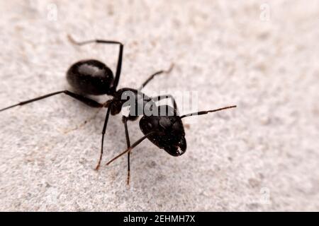 Nahaufnahme schwarze Ameise auf dem Zementboden, Makroinsekt. Stockfoto