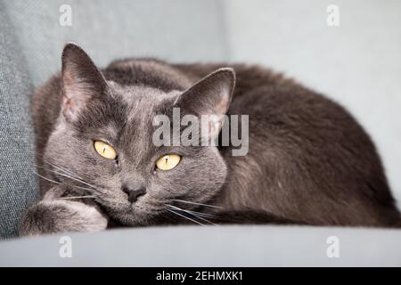 Faule russische blaue Rasse Katze ruht auf dem Sofa. Stockfoto