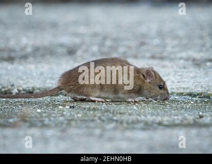 Braune Ratte (Rattus norvegicus) auf dem Bürgersteig, in der Stadt auf der Suche nach Nahrung. Stockfoto