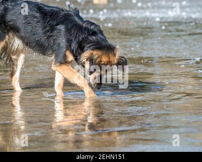 Braun streunend oder mischen Rasse Hund Trinkwasser aus Pfütze Stockfoto