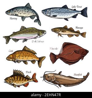 Frische Fische und Meeresfrüchte Tiere isoliert Skizzen Ikonen. Lachs, Barsch und Forelle, Karpfen, Flunder und Schafsfische, Hering und Navaga Symbole für die Fischerei sp Stock Vektor
