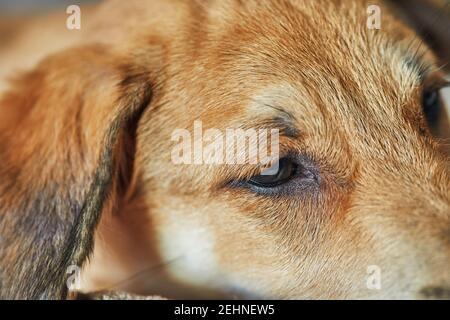 Niedlichen rothaarigen Hund mit hängenden Ohren Nahaufnahme. Stockfoto