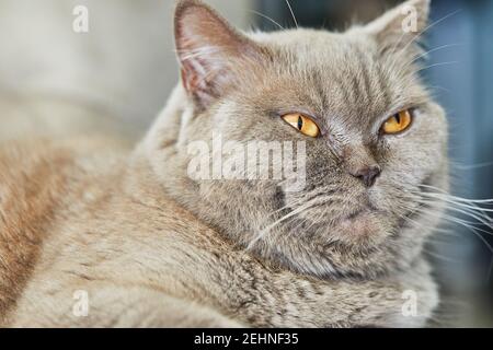 Britische graue Katze sitzt auf der Couch, Nahaufnahme. Stockfoto