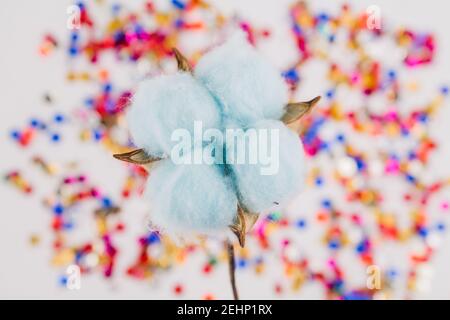 Eine blaue Baumwollblume auf buntem Hintergrund Stockfoto