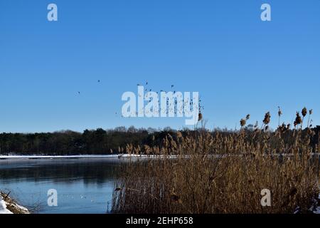 Ein Schwarm Zugvögel über einem gefrorenen See in Die Niederlande mit wildem Schilf im Vordergrund Stockfoto