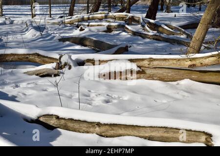 Waldbäume, die gefällt wurden und sitzen unter einem Schneedecke neben einem See in der Nähe von Oss in Niederlande Stockfoto