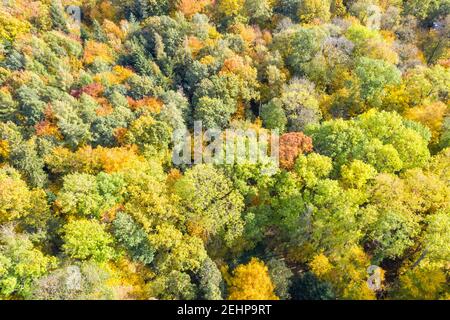 Herbst Herbst Bäume Baum Wald Wälder bunte Blätter Saison Luft Fotoansicht Reise Stockfoto