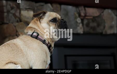 Porträt eines friedlichen kleinen Mops, der vor einem Kamin wegschaut. Profilansicht. Selektiver Fokus Stockfoto