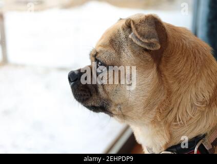 Porträt eines friedlichen kleinen Mops, der an einem verschneiten Tag aus dem Fenster schaut. Profilansicht. Selektiver Fokus Stockfoto