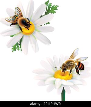 Zwei Honigbienen sammeln Nektar aus Gänseblümchen realistische Symbole Auf weißem Hintergrund isolierte Vektordarstellung Stock Vektor