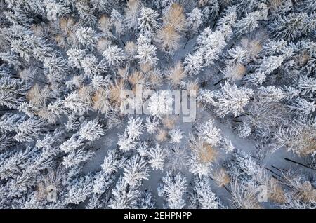 Luftaufnahme einer mit Schnee bedeckten Baumgruppe am Presolana-Pass. Colere, Val Seriana, Bezirk Bergamo, Lombardei, Italien. Stockfoto