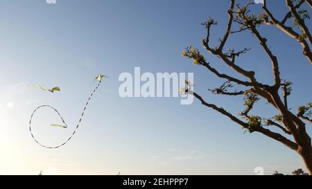 Farbenfrohe Drachen fliegen in blauem Himmel über Bäumen im Embarcadero Marina Park, San Diego, Kalifornien, USA. Kinder bunten Spielzeug gleiten in der Luft im Wind. Sym Stockfoto