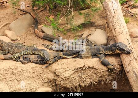Eine Familie von Spitzen-Monitoren, oder Bäume Goannas, große Reptilien aus Australien, die zusammen auf einem Flussufer ruhen Stockfoto