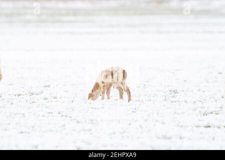 Ein neu geborenes weißes Lamm frisst Gras auf der Wiese, das Gras ist mit Schnee bedeckt. Winter auf dem Bauernhof Stockfoto