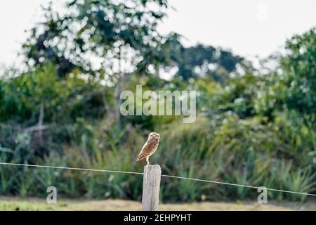 Grabende Eule, Athene cunicularia, die auf einem Zaunpfahl im Pantanal sitzt, kann die kleine, langbeinige Eule in Grasland, Weiden, Agrarland gefunden werden Stockfoto