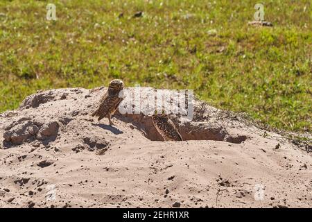 Grabende Eule, Athene cunicularia, die in ihrer Höhle im Pantanal sitzt, kann die kleine, langbeinige Eule in Grasland, Rangeland, Landwirtschaft gefunden werden Stockfoto