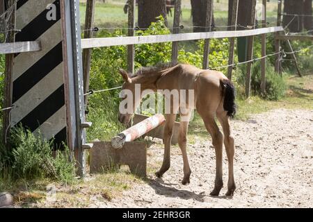 Junges, gelbes Fohlen mit schwarzer Mähne und Schwanz, neugierig in einem Fahrerlager im Sand stehend. Buckskin oder Dunhorse colt Stockfoto