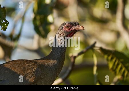 Exotische Vögel des Pantanal. Der Chaco chachalaca, Ortalis canicollis, ist eine Vogelart der Familie Cracidae, die in subtropischen oder tropischen gefunden wird Stockfoto