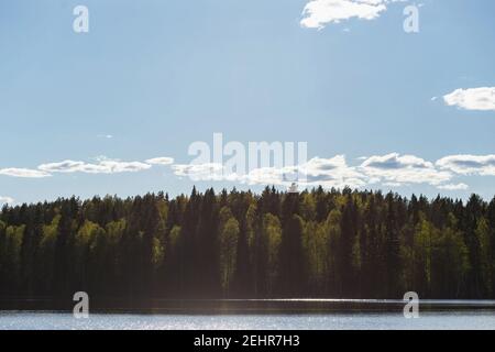 Waldsee und Fichtenwald mit Birke mit jungen Blättern im Frühjahr oder Frühsommer. Stockfoto