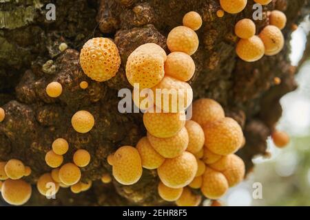 Cyttaria darwinii ist ein schwammiges, orangefarbenes und edable Pilz, der auf Bäumen in der südlichen Hemisphäre wächst. Auch bekannt als indisches Brot. Tierra del Stockfoto