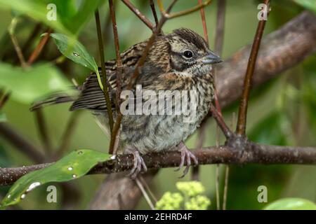 Jungvogel oder Andenspatz, Zonotrichia capensis, Weg zu den Gocta-Fällen, Cocachimba, Peru Stockfoto