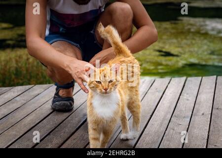 Ein Mann spielt mit einer heimische rot gestromte Katze. Die Katze reibt sich am mans Bein. Nach dem Regen Stockfoto