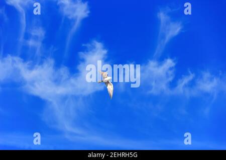 Sabines Möwe (Xema sabini) im Wintergefieder vielleicht. Der Ort der Überwinterung. Schöne Wolken gestreckt. Sri Lanka, dezember Stockfoto