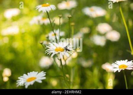 Schwarzer Käfer sitzt auf einer weißen Gänseblümchen auf einer dunklen Hintergrund Stockfoto