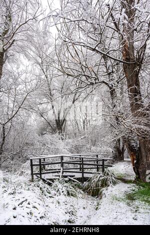 Wald bedeckt mit Schnee mit einer Brücke über einen Strom von heißem schwefelhaltigen Wasser. Stockfoto