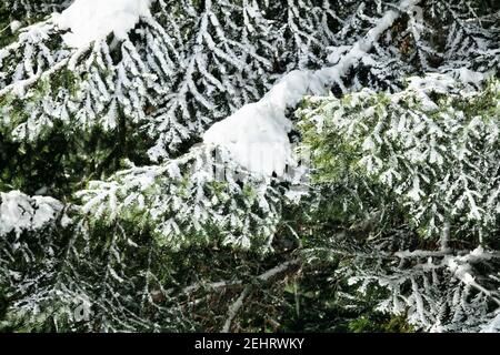 Fichtenzweig bedeckt mit Frost und Schnee, als harmonisches Muster Stockfoto