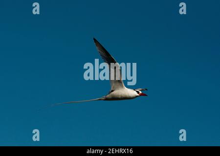 Rotschnabel-Tropikvogel, der über die Küste von South Plaza im Galapagos-Archipel fliegt. Stockfoto