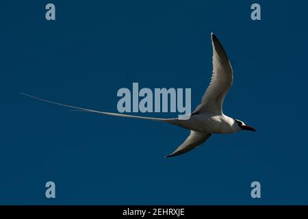 Rotschnabel-Tropikvogel, der über die Küste von South Plaza im Galapagos-Archipel fliegt. Stockfoto