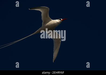 Rotschnabel-Tropikvogel, der über die Küste von South Plaza im Galapagos-Archipel fliegt. Stockfoto