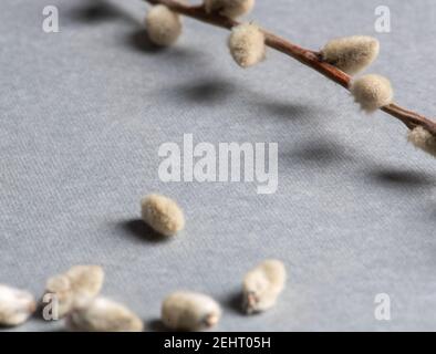 Weidenzweig und Nieren auf grauem Hintergrund Stockfoto