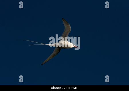Rotschnabel-Tropikvogel, der über die Küste von South Plaza im Galapagos-Archipel fliegt. Stockfoto