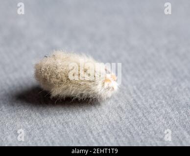 Weidenzweig und Nieren auf grauem Hintergrund Stockfoto