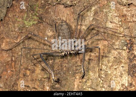 Tailless Peitsche Skorpion aka Peitsche Spinne, Heterophrynus sp., zeigt prominente Pedipalps für Greifraub Beute, auf einem Baum, Amazonas Regenwald, Napo Fluss, Ya Stockfoto