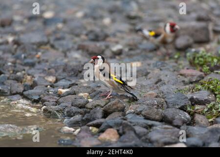 Europäischer Goldfink Carduelis carduelis, Erwachsene am Fluss, Tavari, Lesvos, Griechenland, Mai Stockfoto