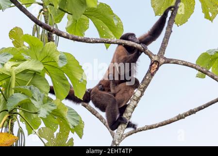 Gewöhnlicher Wollenaffen, auch bekannt als brauner Wollaffen & Humboldts Wollaffen, Lagothrix lagoothricha, Napo River, Amazonas-Regenwald, Yasuni National Park, Stockfoto