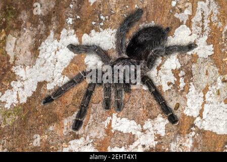 Lila Baumtarantula, Avicularia purpurea, ecuadorianische lila Tarantula, Ecuador lila Pinktoe Baum tarantula, Amazonas Regenwald, Napo Fluss, Yasuni Stockfoto