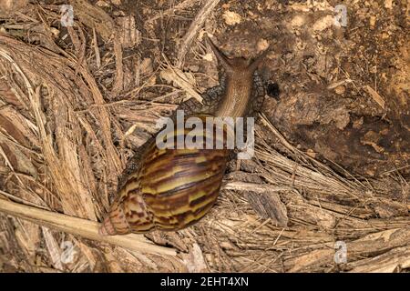 Riesenlandschnecke, Acavus phoenix, Amazonas-Regenwald, Napo-Fluss, Yasuni, Yasuni-Nationalpark, Ecuador, Stockfoto