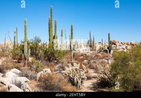 Cardon oder Elefantenkaktus Pachycereus pringlei im Boulderfeld von Baja California, Mexiko Stockfoto