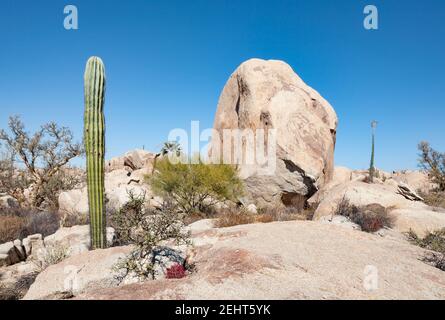 Cardon Kaktus, Elefantenbaum, Cirio boojum Baum, Palme und Feuer Fass Kaktus umgeben einen Felsen, Baja California, Mexiko Stockfoto