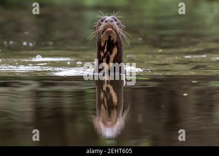 Der Endagered Giant Otter oder Giant River Otter, Pteronura brasiliensis, ist ein südamerikanisches fleischfressendes Säugetier, Napo River, Amazonas Regenwald, Yasuni Nati Stockfoto