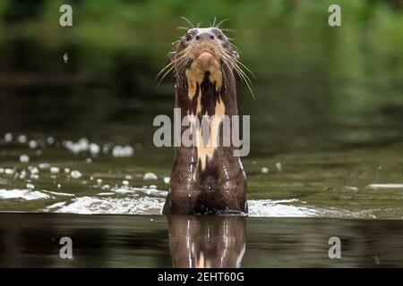 Der Endagered Giant Otter oder Giant River Otter, Pteronura brasiliensis, ist ein südamerikanisches fleischfressendes Säugetier, Napo River, Amazonas Regenwald, Yasuni Nati Stockfoto
