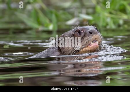 Der Endagered Giant Otter oder Giant River Otter, Pteronura brasiliensis, ist ein südamerikanisches fleischfressendes Säugetier, Napo River, Amazonas Regenwald, Yasuni Nati Stockfoto